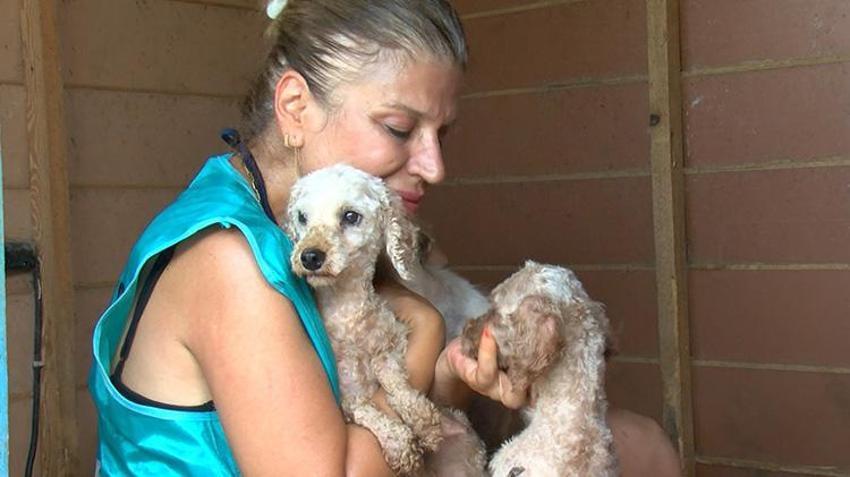 Yaz tatili geldi, terk edilmeler tavan yaptı! Poodle, Pug, Terrier... Cins köpekler barınaklara sığmıyor!