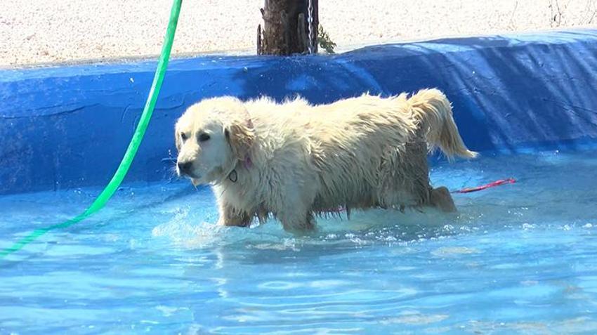 Yaz tatili geldi, terk edilmeler tavan yaptı! Poodle, Pug, Terrier... Cins köpekler barınaklara sığmıyor!