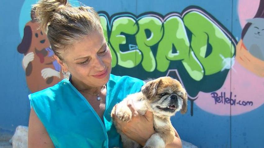 Yaz tatili geldi, terk edilmeler tavan yaptı! Poodle, Pug, Terrier... Cins köpekler barınaklara sığmıyor!
