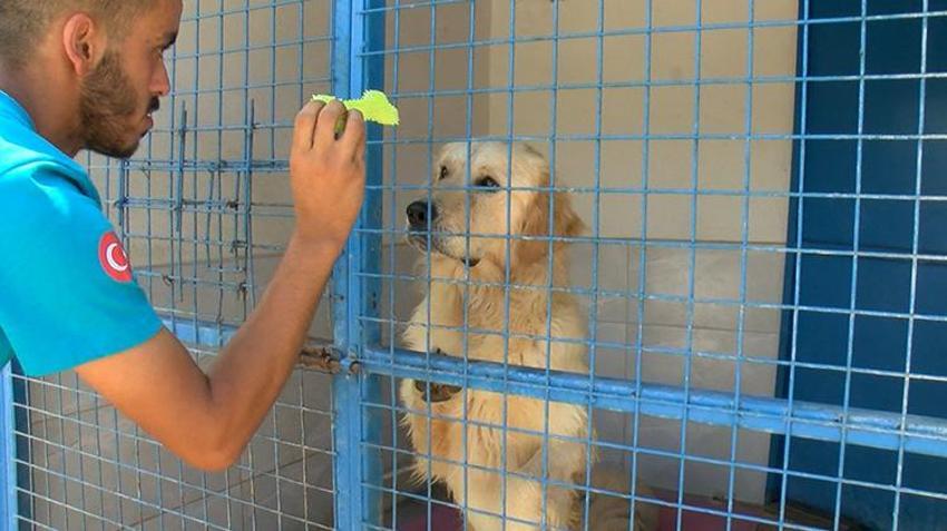 Yaz tatili geldi, terk edilmeler tavan yaptı! Poodle, Pug, Terrier... Cins köpekler barınaklara sığmıyor!