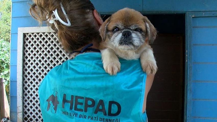 Yaz tatili geldi, terk edilmeler tavan yaptı! Poodle, Pug, Terrier... Cins köpekler barınaklara sığmıyor!