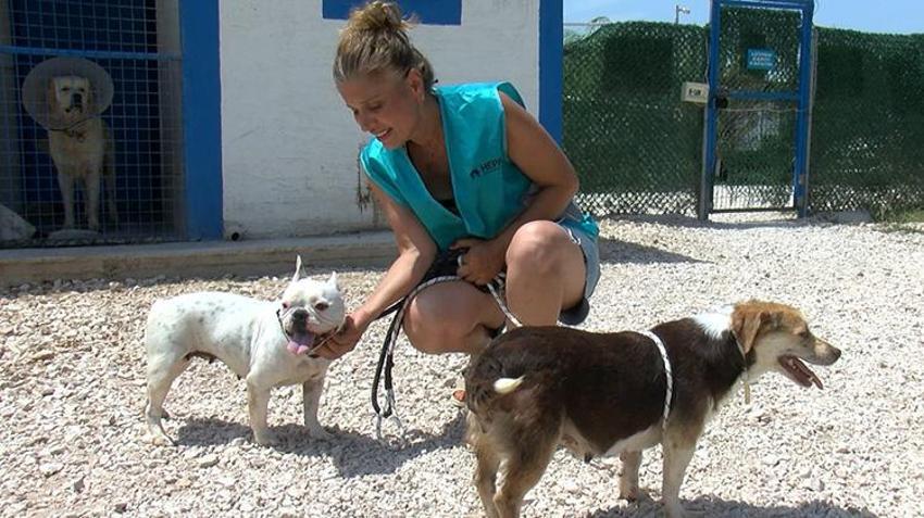 Yaz tatili geldi, terk edilmeler tavan yaptı! Poodle, Pug, Terrier... Cins köpekler barınaklara sığmıyor!