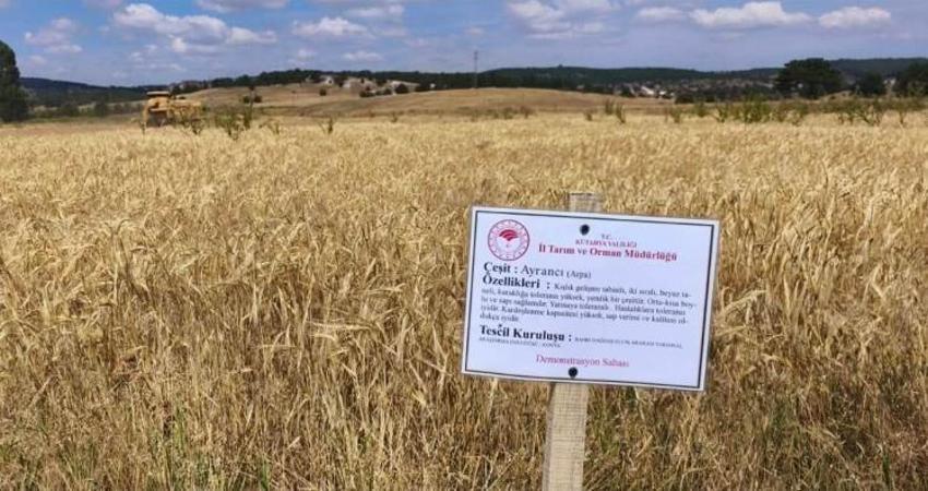 Kütahya’da yerli ve milli tohumlarda sezonun ilk arpa hasadı yapıldı! İşte en yüksek verim veren çeşit
