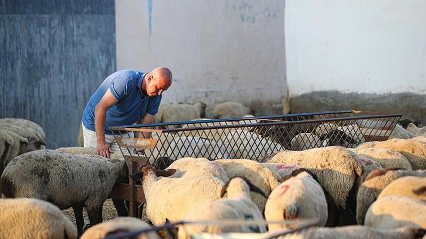 Adanalı çiftçi sıcaktan etkilenen koyunlarına ahırda klima taktırdı! 'Veteriner bile gözlerine inanamadı'