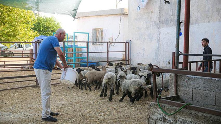 Adanalı çiftçi sıcaktan etkilenen koyunlarına ahırda klima taktırdı! 'Veteriner bile gözlerine inanamadı'