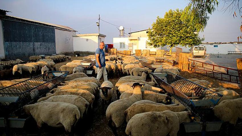 Adanalı çiftçi sıcaktan etkilenen koyunlarına ahırda klima taktırdı! 'Veteriner bile gözlerine inanamadı'