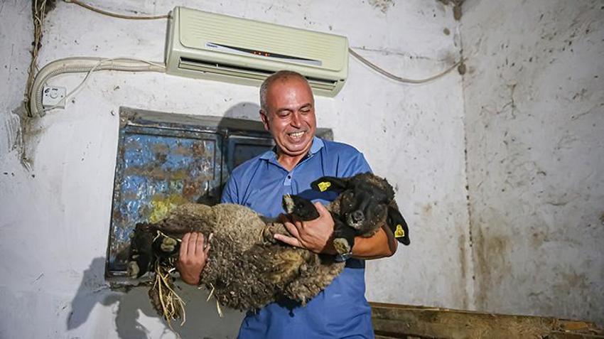 Adanalı çiftçi sıcaktan etkilenen koyunlarına ahırda klima taktırdı! 'Veteriner bile gözlerine inanamadı'