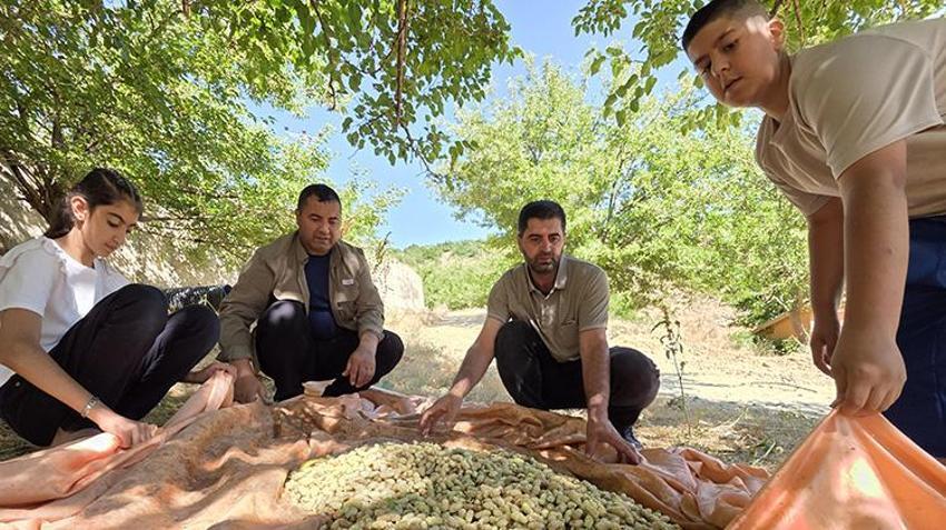 At sırtında taşınıyor, güneşte 7 gün bekletiliyor! Bingöl’ün tescilli lezzeti Sivan Dut Pekmezi sofralara ulaşmak için yola çıktı!