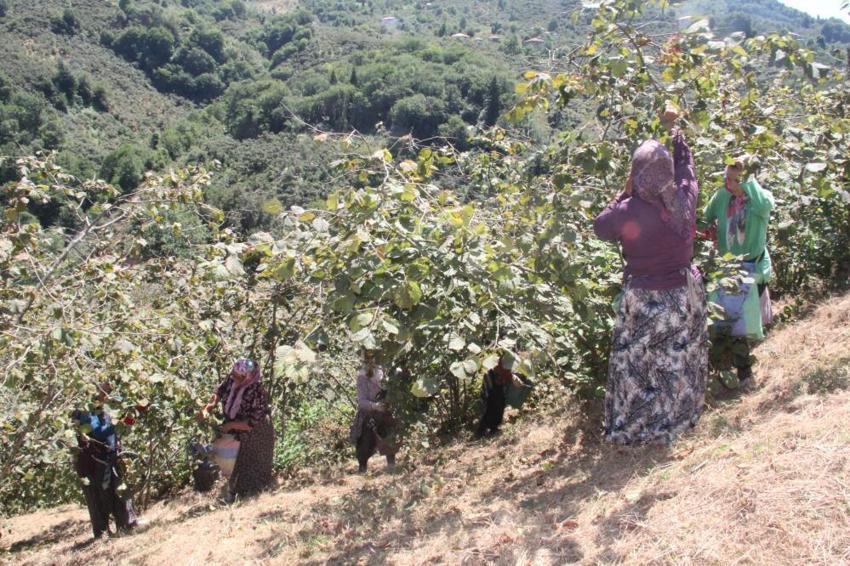 Giresun'da hasat öncesi kritik karar! İşçi yevmiyeleri ve patoz ücretleri açıklandı