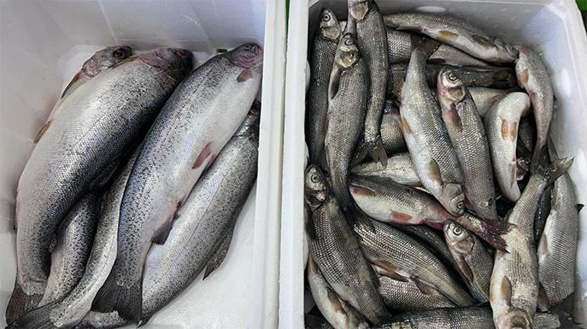 İnci kefali tezgâhlardaki yerini aldı! Kilosu 150 TL'den kapış kapış gidiyor