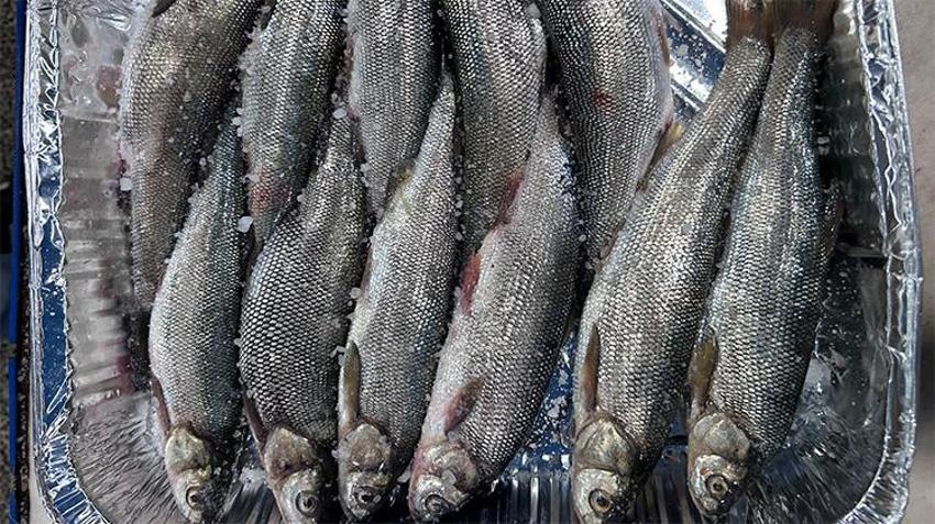 İnci kefali tezgâhlardaki yerini aldı! Kilosu 150 TL'den kapış kapış gidiyor