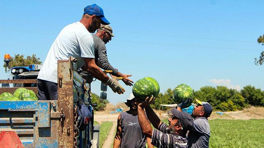 Tarlada 5, markette 17 lira! Adana karpuzunda akılalmaz fiyat uçurumuna üreticiler isyan etti: 'Halde bile satılmıyor'