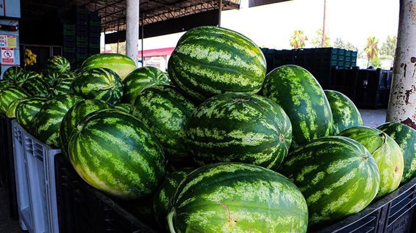 Tarlada 5, markette 17 lira! Adana karpuzunda akılalmaz fiyat uçurumuna üreticiler isyan etti: 'Halde bile satılmıyor'