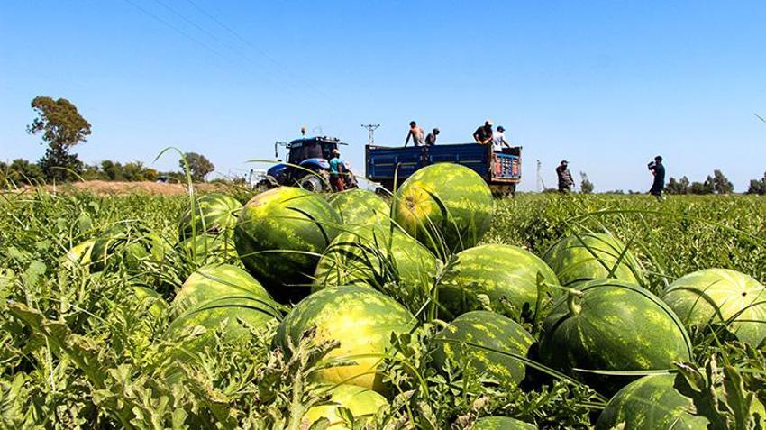 Tarlada 5, markette 17 lira! Adana karpuzunda akılalmaz fiyat uçurumuna üreticiler isyan etti: 'Halde bile satılmıyor'