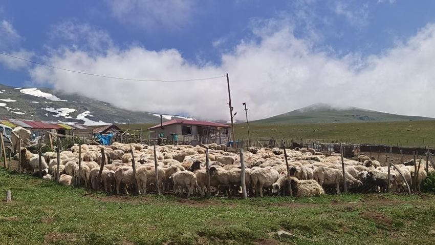 Ordu'nun yaz güzelliği: Ziyaretçi sayısı her geçen gün artıyor