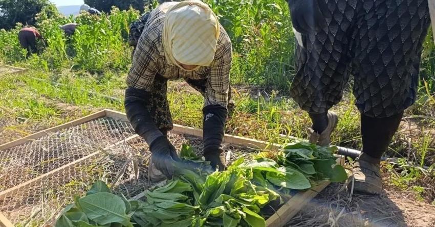 Aydın'da tütün kırımı başladı: Yeni sezonun ilk hasadı yüz güldürdü