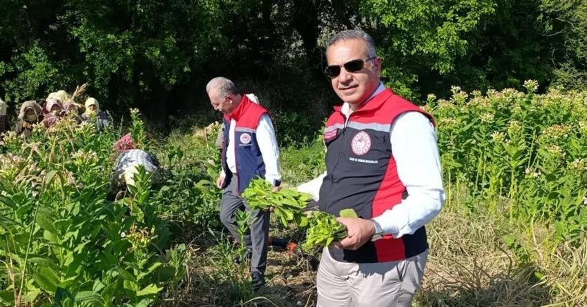Aydın'da tütün kırımı başladı: Yeni sezonun ilk hasadı yüz güldürdü