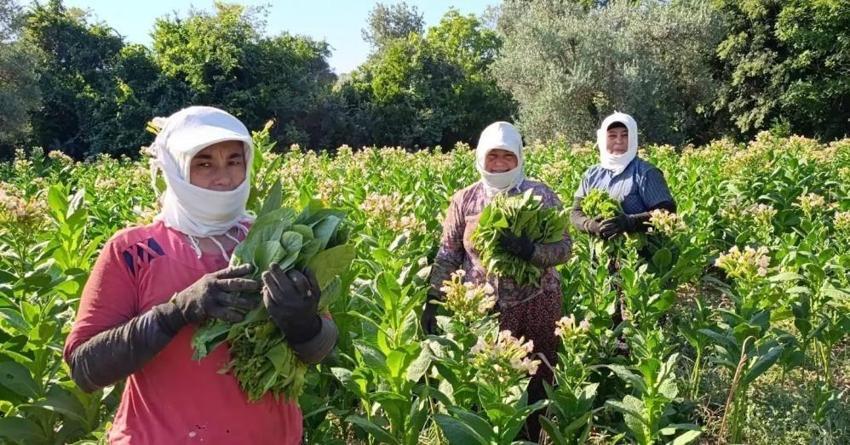 Aydın'da tütün kırımı başladı: Yeni sezonun ilk hasadı yüz güldürdü