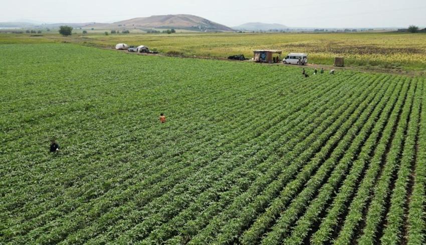 Osmaniye'de üretilip 81 ile gönderiliyor! 5 ay sürecek hasat başladı: Tarlada kilosu 120 lira