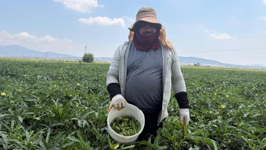 Osmaniye'de üretilip 81 ile gönderiliyor! 5 ay sürecek hasat başladı: Tarlada kilosu 120 lira