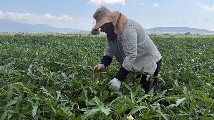 Osmaniye'de üretilip 81 ile gönderiliyor! 5 ay sürecek hasat başladı: Tarlada kilosu 120 lira