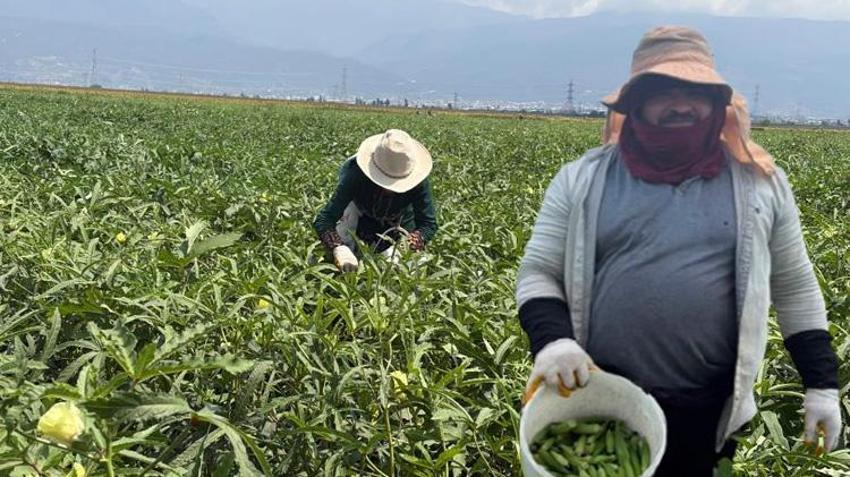 Osmaniye'de üretilip 81 ile gönderiliyor! 5 ay sürecek hasat başladı: Tarlada kilosu 120 lira
