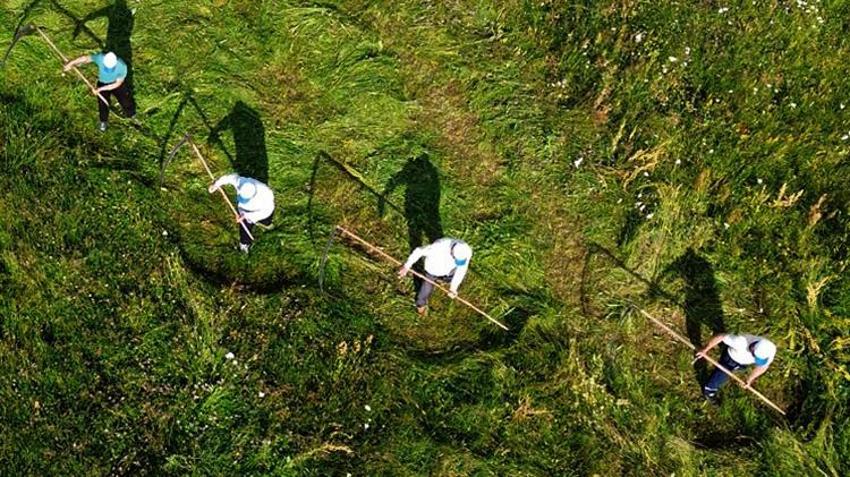 Traktörün giremediği dağlarda tırpan sesleri geliyor: Ağrı ve Kars’ta zorlu kış mesaisi başladı!