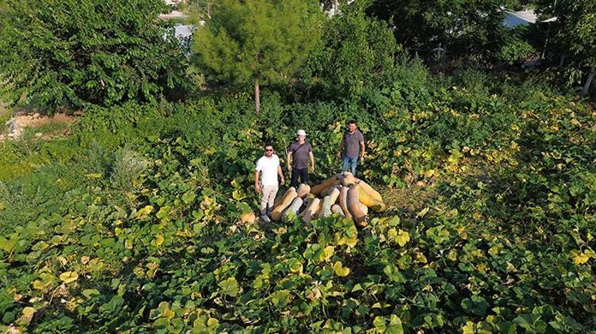 40 derece sıcağın altında resmen piştiler! Antalya'da hasat başladı: Tarladan 50 kilo çıktı görenler inanamadı