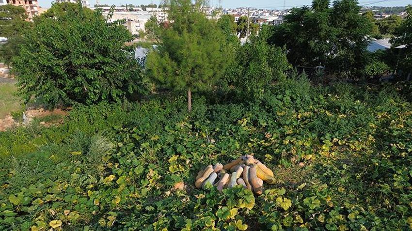 40 derece sıcağın altında resmen piştiler! Antalya'da hasat başladı: Tarladan 50 kilo çıktı görenler inanamadı