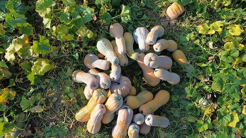 40 derece sıcağın altında resmen piştiler! Antalya'da hasat başladı: Tarladan 50 kilo çıktı görenler inanamadı
