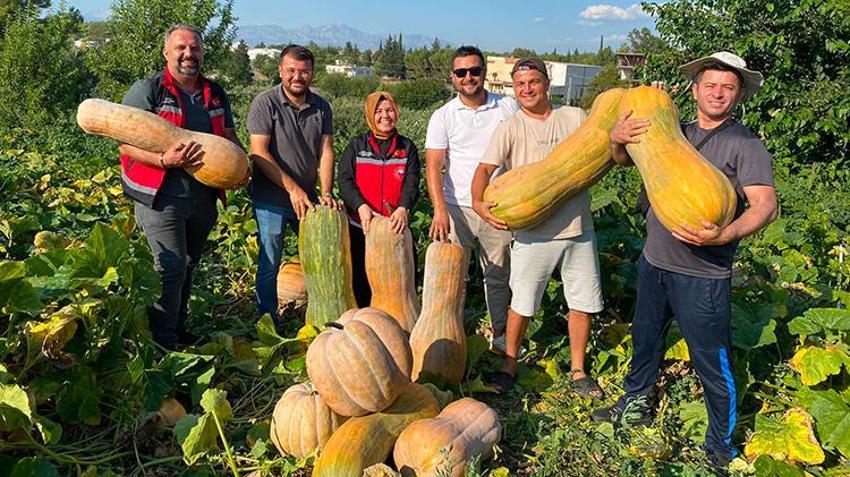40 derece sıcağın altında resmen piştiler! Antalya'da hasat başladı: Tarladan 50 kilo çıktı görenler inanamadı