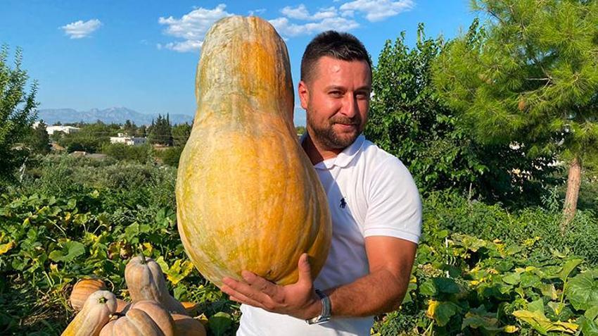 40 derece sıcağın altında resmen piştiler! Antalya'da hasat başladı: Tarladan 50 kilo çıktı görenler inanamadı