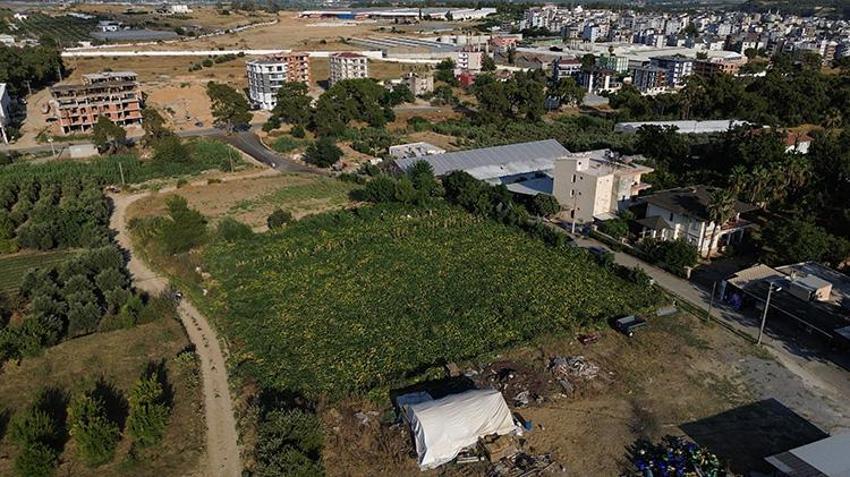 40 derece sıcağın altında resmen piştiler! Antalya'da hasat başladı: Tarladan 50 kilo çıktı görenler inanamadı