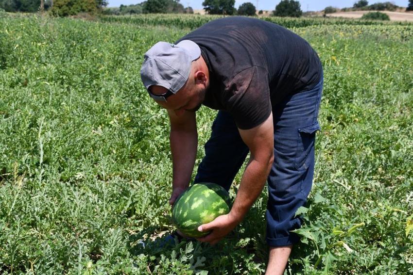 Tadan bir daha vazgeçemiyor! Köylünün en önemli geçim kaynağı oldu: Hasat başladı