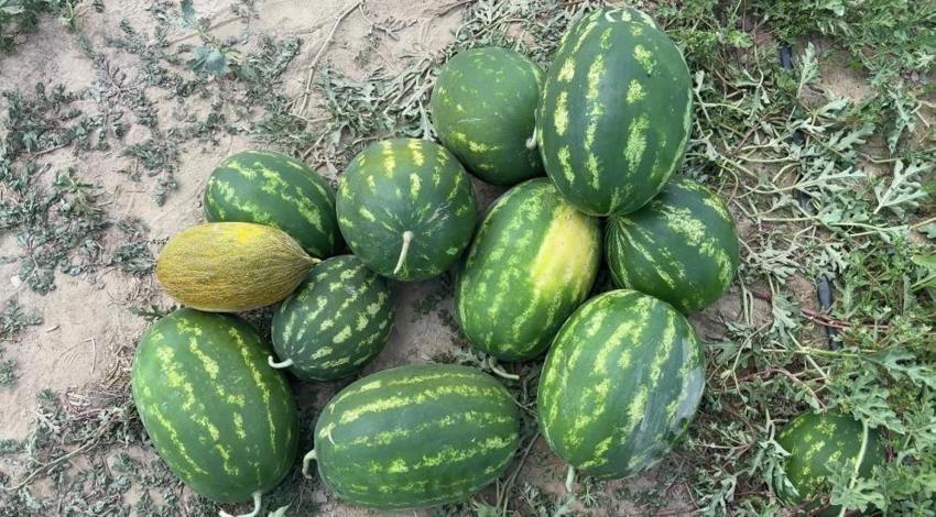 Tadan bir daha vazgeçemiyor! Köylünün en önemli geçim kaynağı oldu: Hasat başladı