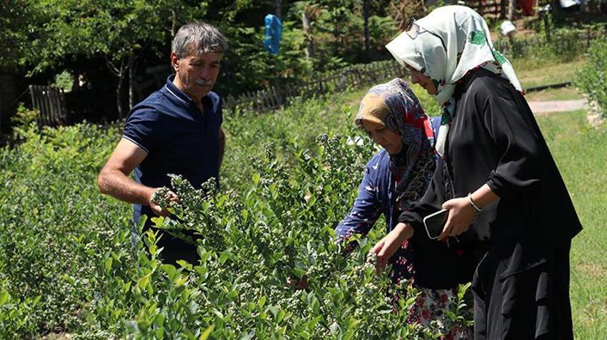 Şehir hayatını geride bıraktı! Dedesinden kalan tarlada üretime başladı, şimdi siparişlere yetişemiyor
