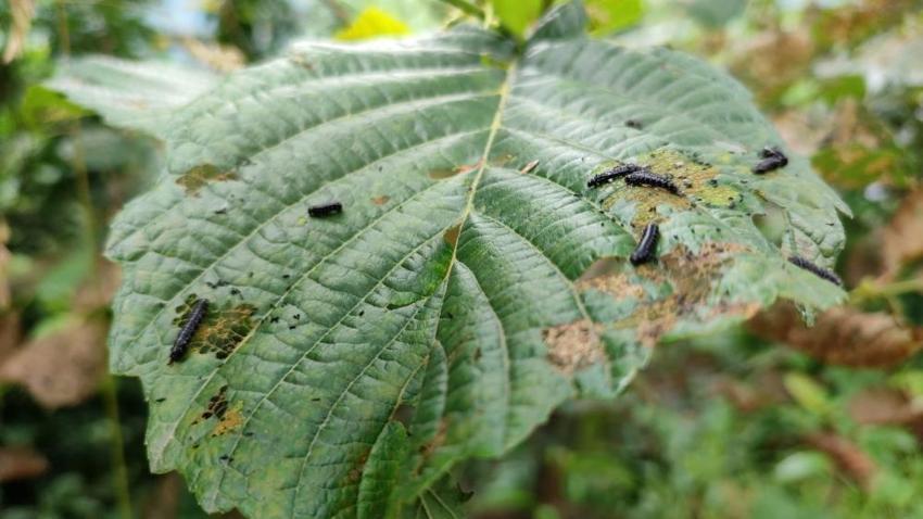 Karadeniz ormanlarında endişelendiren istila! Hızla yayılıyor, ağaçlar kuruyor