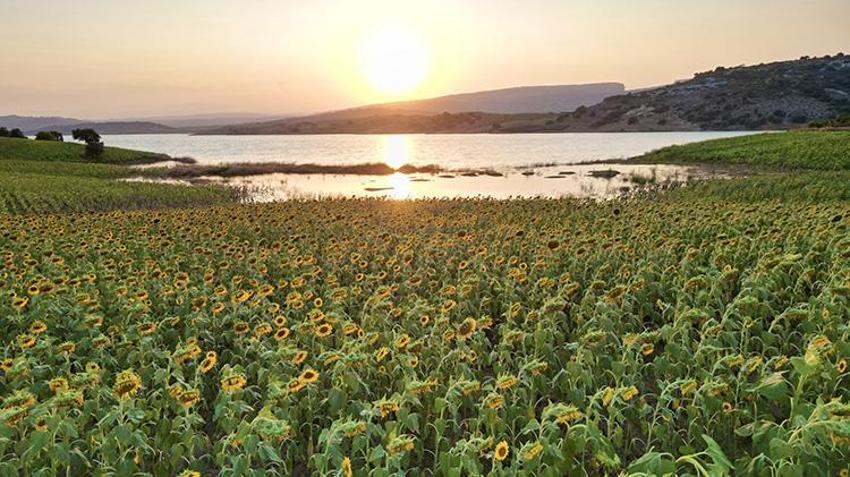 Gölün mavisiyle günebakanın sarısı buluştu: Tarsus'taki günebakan tarlaları dronla görüntülendi!
