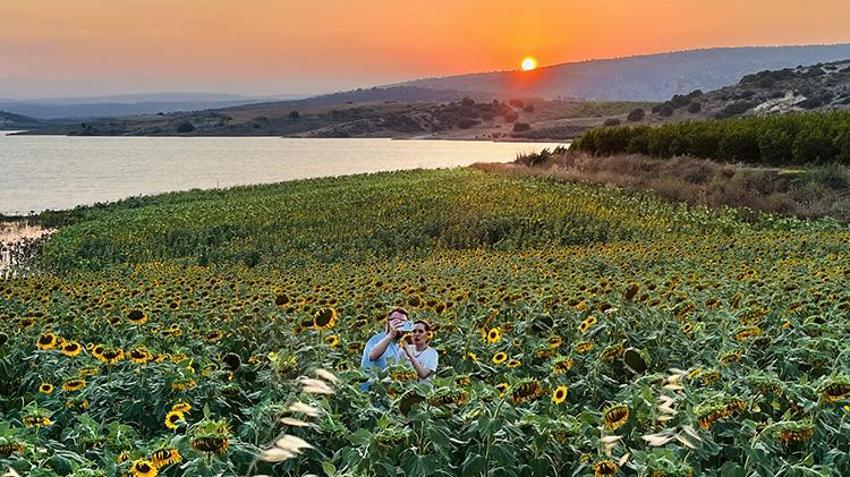 Gölün mavisiyle günebakanın sarısı buluştu: Tarsus'taki günebakan tarlaları dronla görüntülendi!