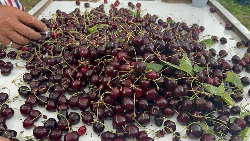 Akşehir ve Sultandağı'nda tarihi kiraz rekoru: Rekolte patladı, fiyatlar geriledi!