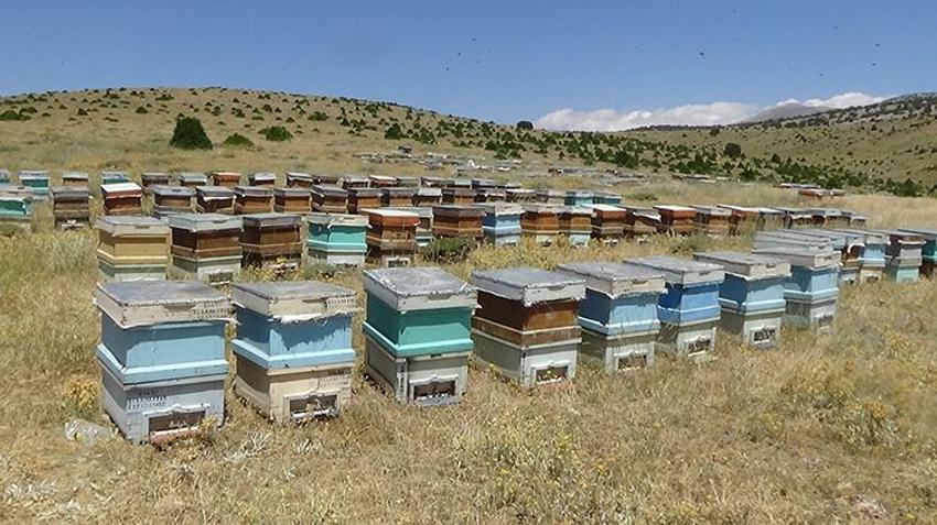 Toroslar’ın 2 bin metredeki altın mirası: Mersin'de ödüllü bal hasadı başladı!