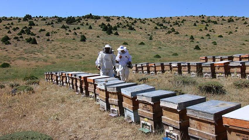 Toroslar’ın 2 bin metredeki altın mirası: Mersin'de ödüllü bal hasadı başladı!