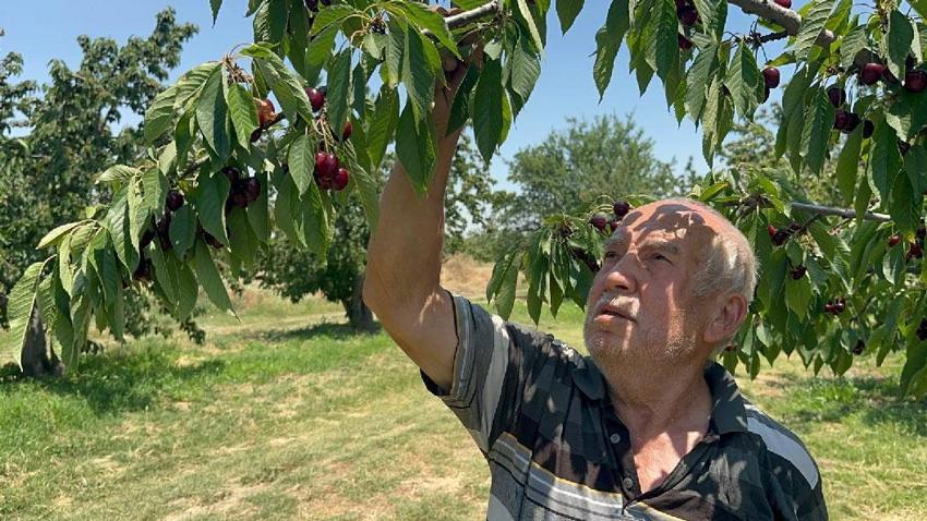 Akşehir ve Sultandağı'nın coğrafi işaretli ürününde tüm zamanların rekoru kırıldı