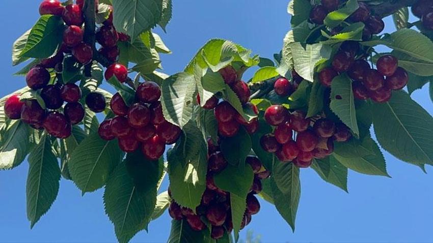 Akşehir ve Sultandağı'nın coğrafi işaretli ürününde tüm zamanların rekoru kırıldı