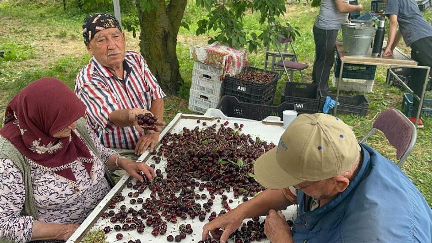 Akşehir ve Sultandağı'nın coğrafi işaretli ürününde tüm zamanların rekoru kırıldı