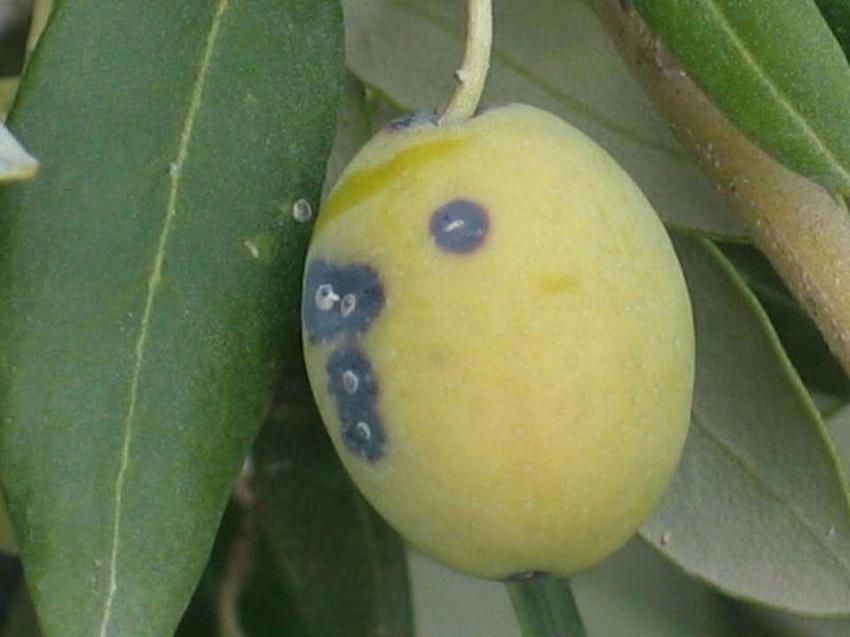 Zeytin üreticilerine kritik 'benek' uyarısı