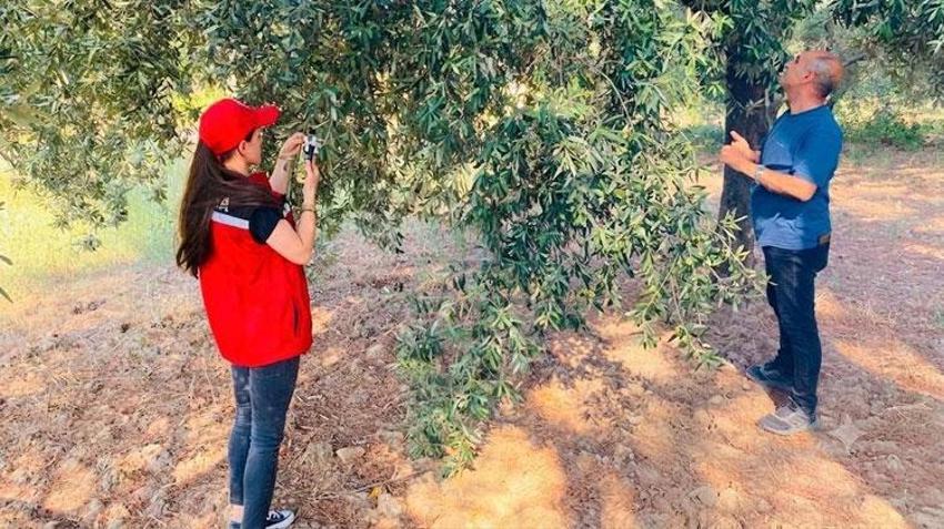 Zeytin üreticilerine kritik 'benek' uyarısı