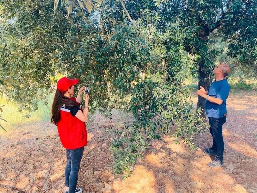 Zeytin üreticilerine kritik 'benek' uyarısı