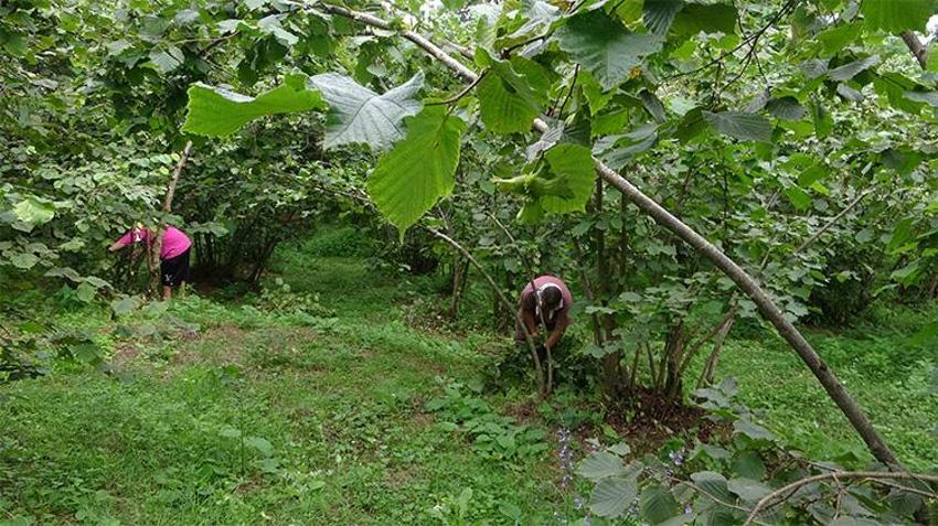 Giresun’da fındık üreticisi dertli: Maliyetler tavan yaptı, rekolte döküldü!