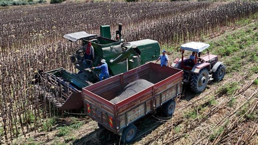 Adana'da çiftçinin yüzü gülüyor! Verim katlandı: Üretici yüksek fiyat bekliyor